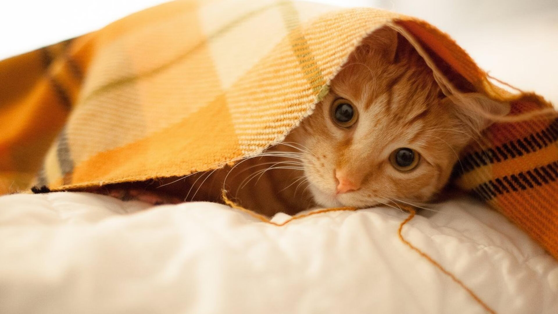 主帅接受采访表达对未来战术布置的信心，主帅接受采访表达对未来战术布置的信心