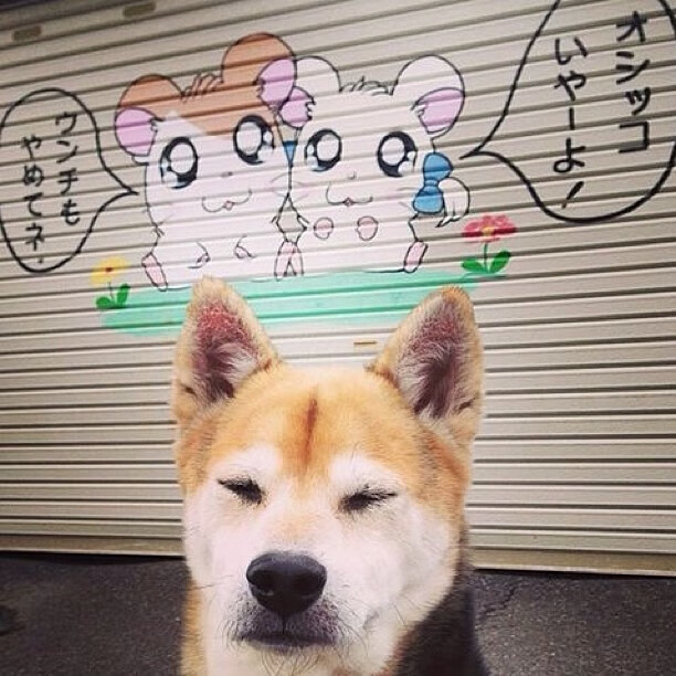 女子100蝶德国首进半决赛，德国女子百米运动员