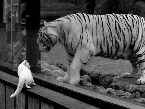 广东队内线组合发挥稳定成为防守屏障，广东队内线问题如何解决