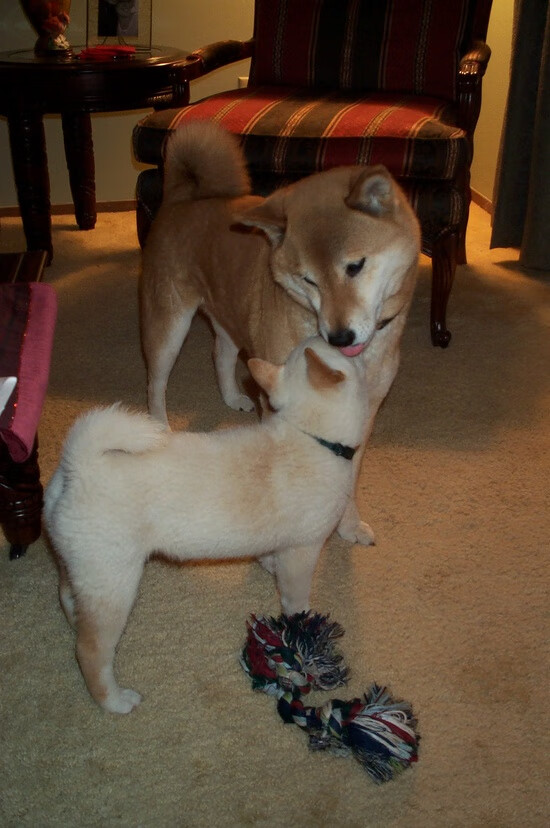 开云官网APP下载-联盟战术体系与球员适配度研究，lol战术体系