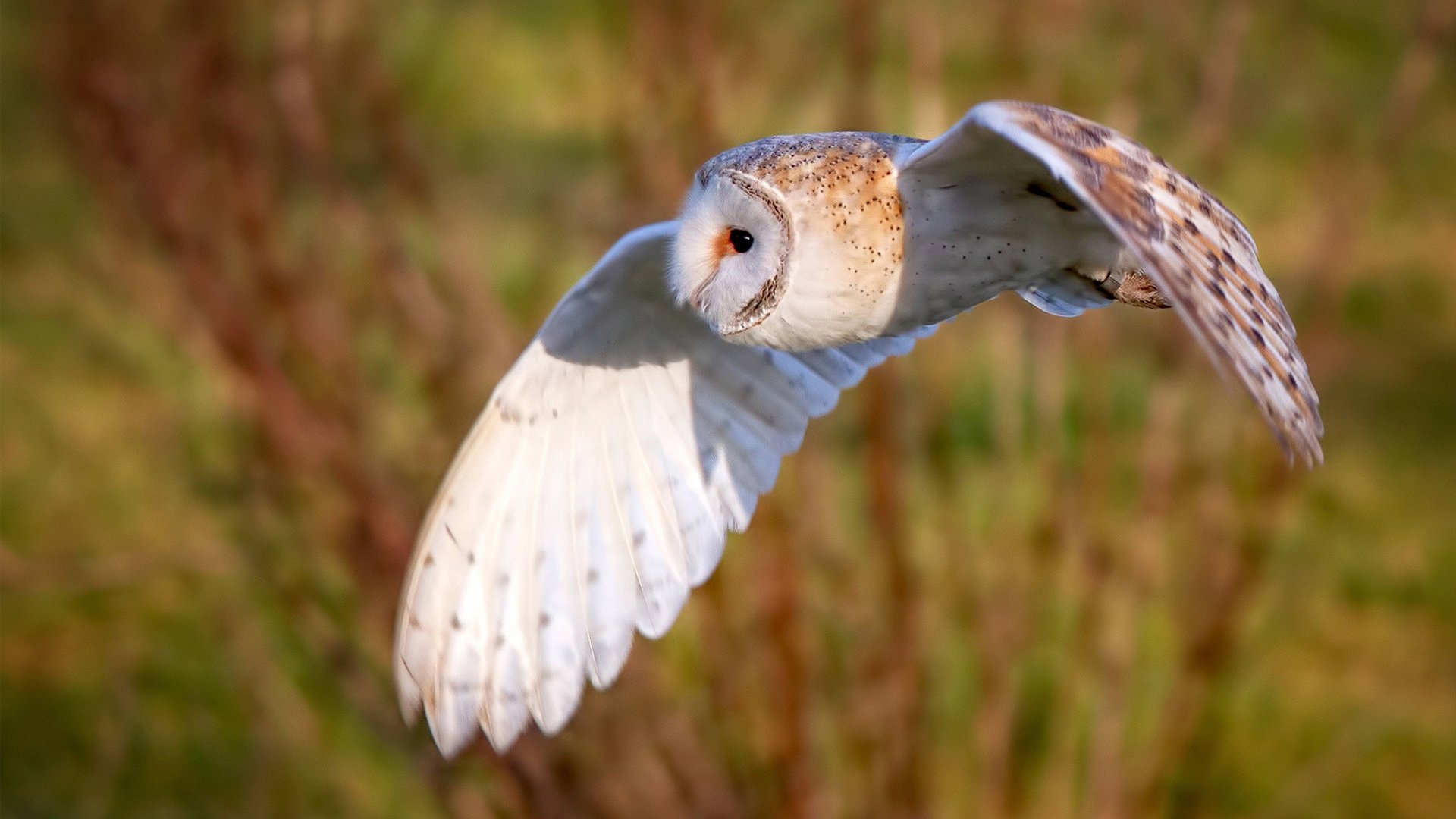 自由泳滑行段距离延长明显,自由泳滑行动作巧的视频
