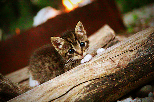 开云体育官方下载-世界杯激情夜：精彩纷呈，激情不止！，最激烈的世界杯比赛