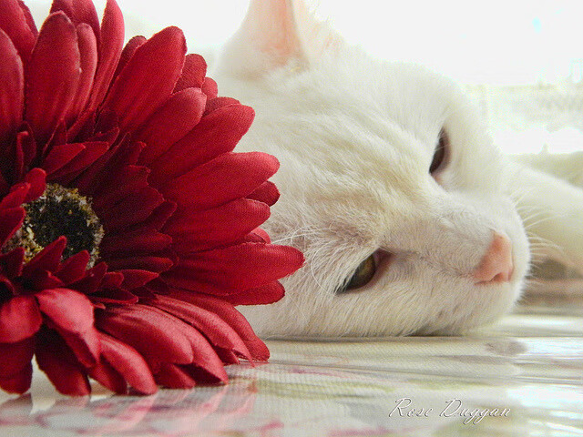 乔治·巴尔：全黑队的中场指挥官，为球队进攻提供稳定支持，乔治巴顿上路