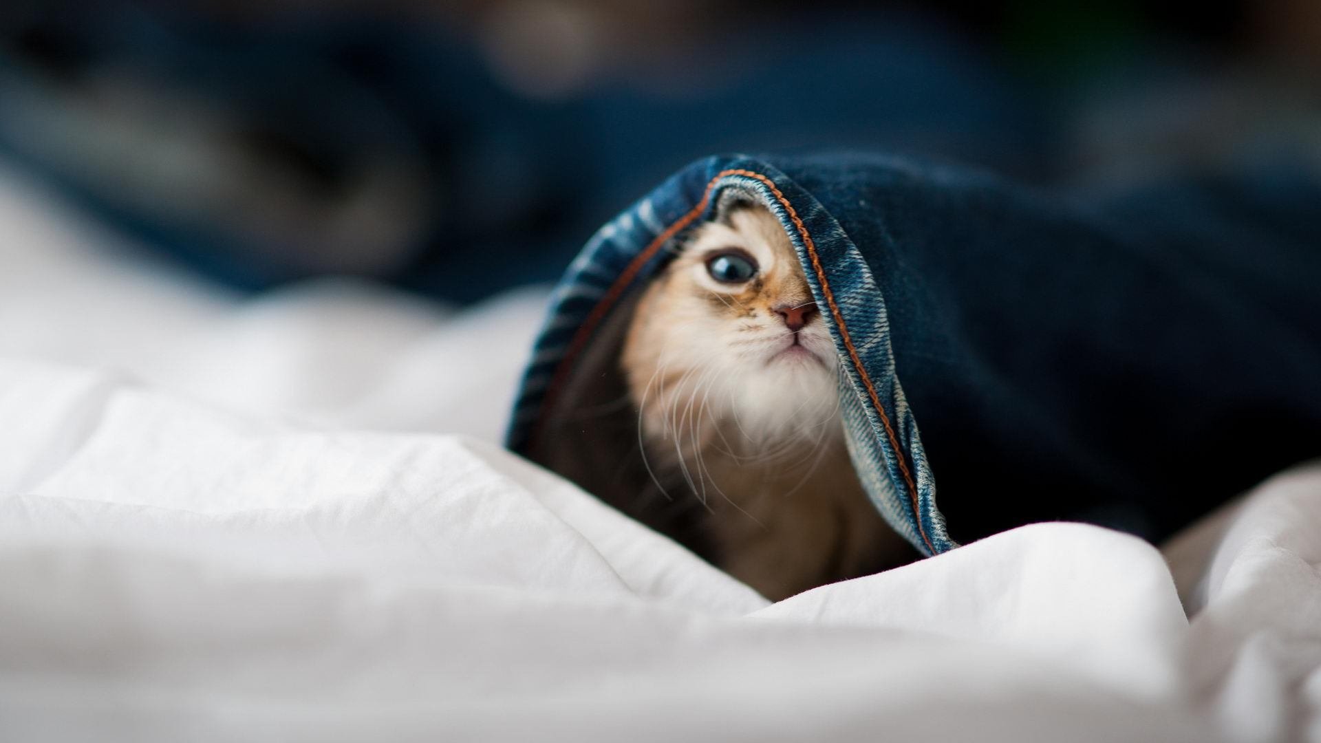 开云体育开云-全球青少年足球盛会吸引亿万关注，未来新星频出，足球青少年赛事